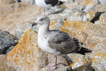 Bird on rock