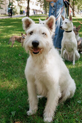 white dog in park on walk with its owner. walking and training of pets during daytime. beautiful white shepherd or Schnauzer on the background of green lawn in a public park. dog friendly, animal care