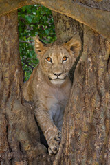 Lion cub in the tree in Kenya, Africa