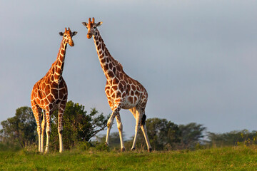 Reticulated  giraffes in Kenya, Africa