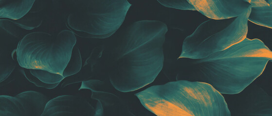 Artistic arrangement of shapes and flower petals creating an abstract overlay on a dark background
