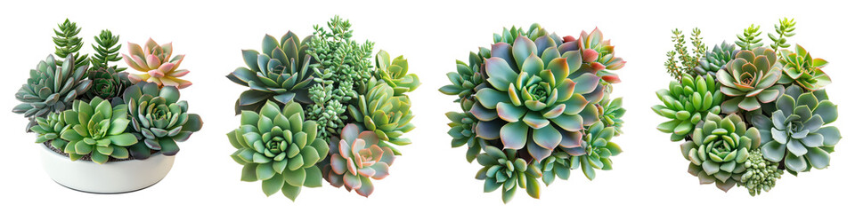 Fototapeta premium Assortment of Vibrant Succulent Plants in Various Pots and Compositions for Interior Decor Collection of Diverse Succulent Varieties Showcased in Minimalist