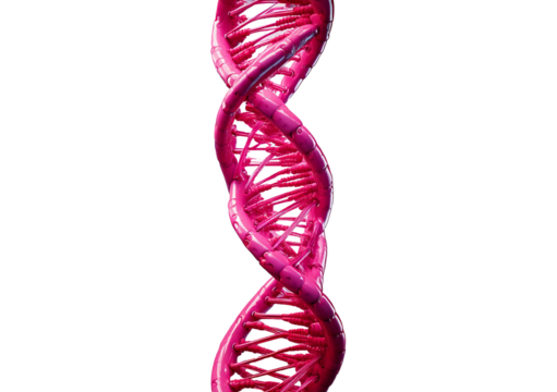 illustration of a pink DNA helix, showcasing the iconic double-helix structure isolated on transparent or white background