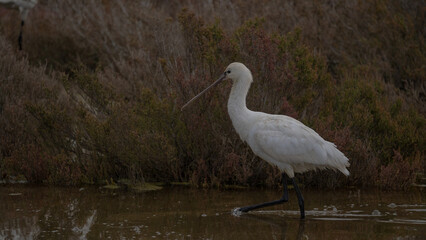 Platalea leucorodia, commonly known as the eurasian spoonbill, wading in shallow water