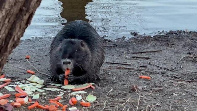 Grey nutria treated to vegetables on the banks of the river in the nature park