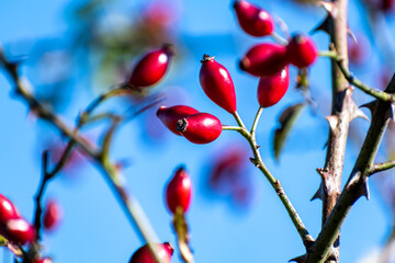 Cynorhodon branch with berries, healthy food and medical virtues