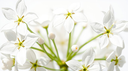 Obraz premium Delicate white flowers blooming on bright background