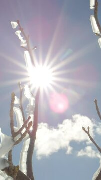 SLOW MOTION, CLOSE UP: Sparkling icy frozen rain on tree branch shining in warm winter sun against clear blue skies with puffy clouds. Pieces of shinny ice covering freezing twig on amazing sunny day