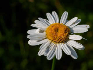 Obraz premium Bright chamomile flower showcases its vibrant petals in the warm sunlight of springtime