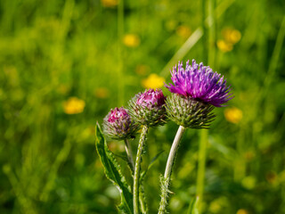 Vibrant wildflowers blooming under the bright sun in a lush green meadow