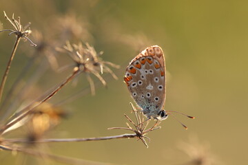 farfalla licenide al tramonto