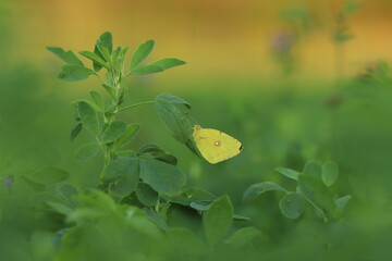 una farfalla colias crocea su una pianta di trifoglio