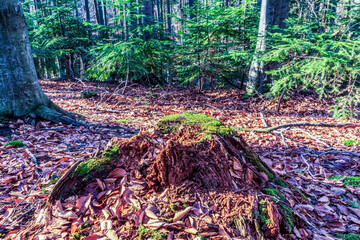 Landscapes - Forest - Europe, Romania, Suceava region  