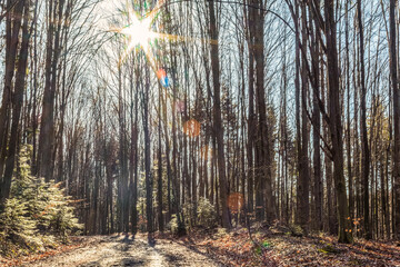 Landscapes - Forest - Europe, Romania, Suceava region  