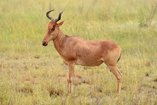 Le bubale de Coke ou Kongoni de Tanzanie