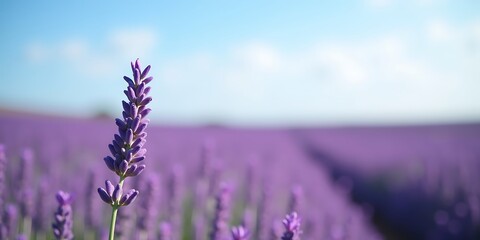 Obraz premium Lavender Field with Purple Hues and Clear Sky Featuring Ample Space for Text