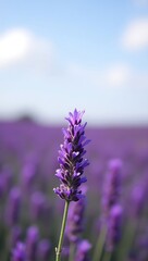Obraz premium Lavender Field with Purple Hues and Clear Sky Featuring Ample Space for Text