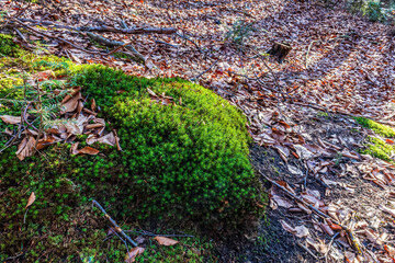 Landscapes - Forest - Europe, Romania, Suceava region  