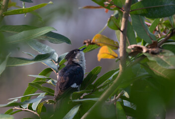 The beautiful Jacobin cuckoo perched on a branch. The birds plumage is a striking mix of black, white and brown. The background is a lush green with leaves and branches.