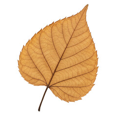 Single Dried Autumn Leaf Brown Golden Veins Nature Botany Fall Plant Image Macro Color Design Detail