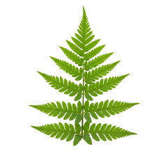Vibrant Green Fern Leaf Isolated Black Background Botanical Nature Plant Frond Image Photo Summer   