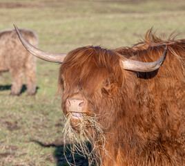 highland cow with horns