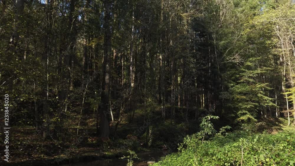 Poster sunlight filters through the trees illuminating a small creek flowing through a mediterranean forest