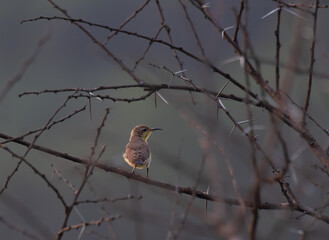 The vibrant Purple sunbird perched on a thorny branch against a blurred, muted background. The...