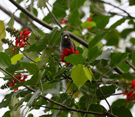 The beautiful vibrant forest myna perched on a bright red color flower with green leaves. The background is blurred and lush green.