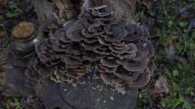 Turkey tail mushrooms - trametes versicolor - thrive on a tree stump, their intricate patterns creating a natural spectacle, next to a small jar containing an unidentified substance