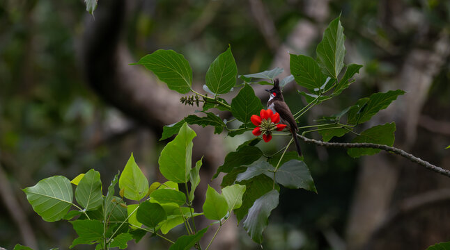 The beautiful vibrant red bulbul perched on a bright red color flower with green leaves. The background is blurred and lush green.
