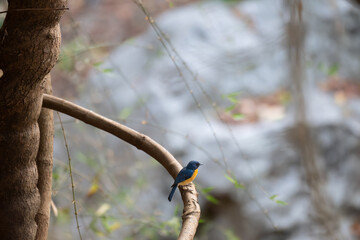 The vibrant blue, small Tickells blue flycatcher bird perched on a thin branch, its bright plumage contrasting with the lush green foliage. The background is a soft blur of green and yellow hues.