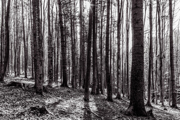 Landscapes - Forest - Europe, Romania, Suceava region  