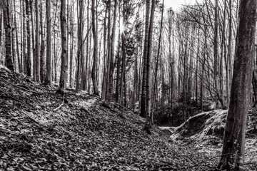 Fototapeta premium Landscapes - Forest - Europe, Romania, Suceava region 