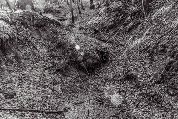 Landscapes - Forest - Europe, Romania, Suceava region  