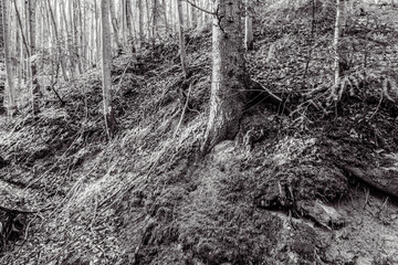 Landscapes - Forest - Europe, Romania, Suceava region  