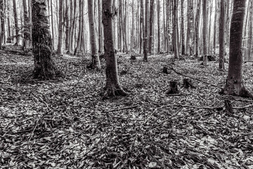 Landscapes - Forest - Europe, Romania, Suceava region  