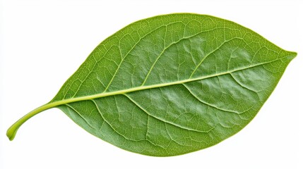 Obraz premium Detailed Close-Up of a Green Leaf with Intricate Vein Patterns