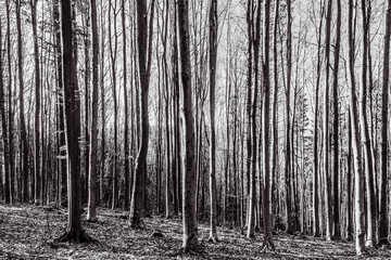 Fototapeta premium Landscapes - Forest - Europe, Romania, Suceava region 