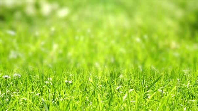 natural product display in an empty grass meadow in wind motion on sunny blurred background, beautiful closeup motion design concept for spring or summer backgrounds outdoors