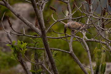 sparrow on branch