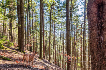 Landscapes - Forest - Europe, Romania, Suceava region  