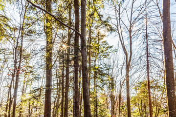 Landscapes - Forest - Europe, Romania, Suceava region  