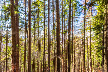 Landscapes - Forest - Europe, Romania, Suceava region  