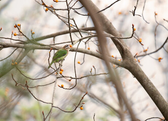The beautiful, vibrant white ckeeked barbet perched on a branch with holding fruit in mouth.. The background is blurred with soft greens, highlighting the birds vibrant feathers and depth of field.