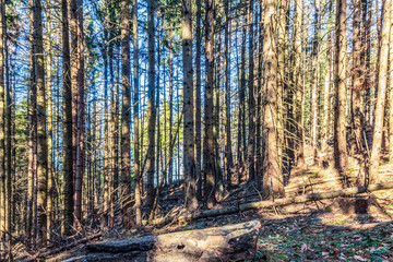Landscapes - Forest - Europe, Romania, Suceava region  