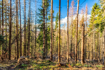 Landscapes - Forest - Europe, Romania, Suceava region  