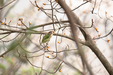 The beautiful, vibrant white ckeeked barbet perched on a branch with holding fruit in mouth.. The background is blurred with soft greens, highlighting the birds vibrant feathers and depth of field.