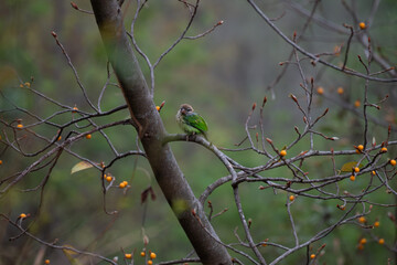 The beautiful, vibrant white ckeeked barbet perched on a branch. The background is blurred with soft greens, highlighting the birds vibrant feathers and depth of field.