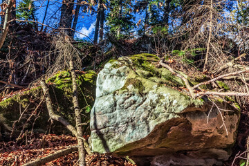 Landscapes - Forest - Europe, Romania, Suceava region  
